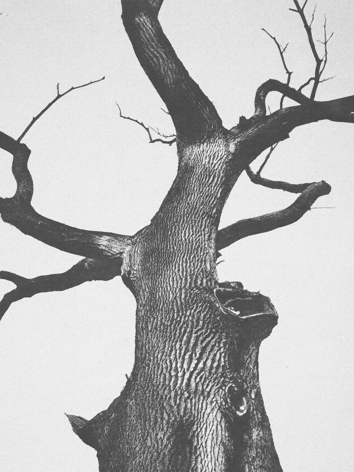 Arbre solitaire aux lignes puissantes contre un ciel voilé